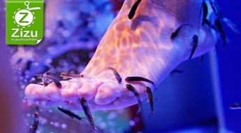 Eksotisks pīlings jūsu pēdiņām ar Garra Rufa zivtiņām salona „Garra Rufa SPA” brīnumainajā atmosfērā ar 50% atlaidi. Maigu pēdu noslēpums!