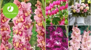 Begoniju, gladiolu, sirdspuķu, pildīto frēziju u.c. skaistu ziedu stādi