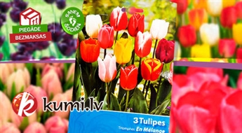 Укрась свой сад! РАСПРОДАЖА рассады тюльпанов (3 луковицы)