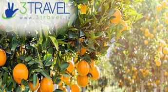 Autobusu ceļojums uz Horvātiju - Mandarīnu laiks Horvātijā