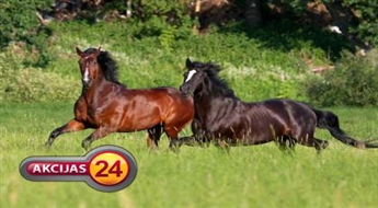 Izjādes ar zirgiem 1 stundas garumā + fotosesija ar 44% atlaidi!