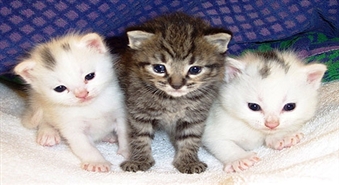 Veterinārā klīnika Kitija piedāvā Runča kastrāciju ar 40% atlaidi, tikai par 12,00Ls
