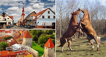 Labākās zirgu šķirnes Tori zirgaudzētavā un Igaunijas galvaspilsētas skaistums! Vienas dienas brauciens ar atlaidi 50%!
