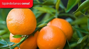 Horvātija — Mandarīnu laiks / 9 dienas (Ozolciems Tūre) – Maksā 10% avansu, norēķinies 24 mēnešos!