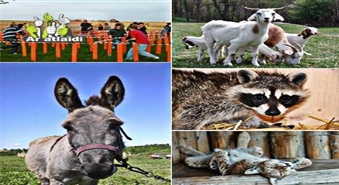 Elskursija uz mini-zoo 'Dobuļi' ar ANTARIO travel ar 50% atlaidi!