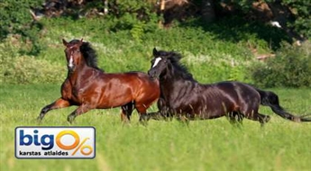 Конные прогулки в течение одного часа + фотосессия со скидкой 44%!