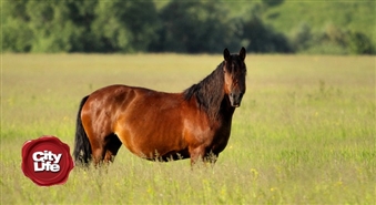 Stallis EKVI piedāvā: stundu ilga izjāde ar zirgu pa pļavām un mežiem – 50%