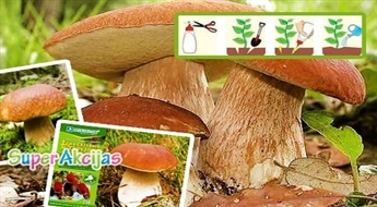 Micēlijs: mikorizas meža sēņu micēlijs (250 ml - 25 potes) Jūsu dārzam vai zemes gabalam - 40%