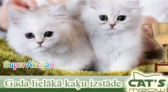 Посещение самой большой кошачьей выставки года "Baltijas kauss 2013" с 50% скидкой!
