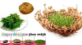 Īsts dabas brīnums Jūsu mājās! Nemirstīgā Jērikas roze! Izdzīvo pat ekstremālos apstākļos!