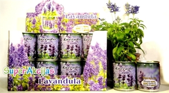 Īpaša dāvana sievietei! Pavasaris bundžiņā  - "Lavanda"!