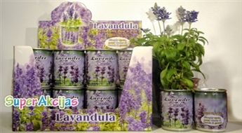 Īpaša dāvana 8.martā! Pavasaris bundžiņā  - "Lavanda"!