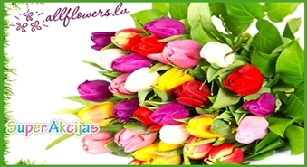 Tulpju pavasara izpārdošana! Speciāli veltīts 8. martam trīs tulpes tikai Ls 1.19!