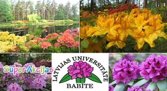 Priecāsimies par rododendru ziedēšanu Babītē par puscenu – 0.75Ls!