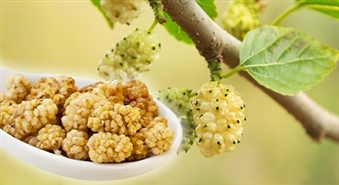 Ekoloģiskas žāvētas baltā zīdkoka ogas (200 g) -50%