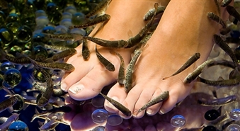 Iespēja baudīt ekskluzīvo Garra Rufa zivtiņu pīlingu salonā Fish SPA, Vecrīgā - 50%