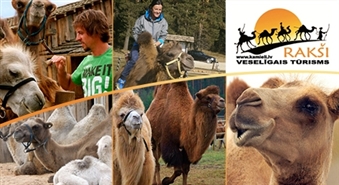 Izjāde ar kamieli + Rakšu ZOO apskate + kamieļu piena pankūka ar ievārījumu un tēju – 50%