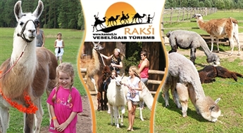 Rakšu ZOO apskate + pastaiga ar lamām (30 min.) + kamieļu piena pankūka ar ievārījumu 2 personām -57%