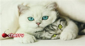 5 летний юбилей выставки кошек CAT’S MEOW -50%