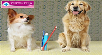 Jūsu mīluļa veselībai un zobu baltumam! Zobakmeņa noņemšana ar ultraskaņu un daļējo narkozi suņiem veterinārajā klīnikā "Vetcentrs"!