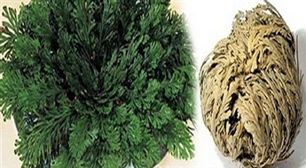 3.74Ls/5.32€ par pārsteidzošo dabas brīnumu - Jērikas rozi, kura ziedēs atkal un atkal! Izdzīvo pat ekstremālos apstākļos!