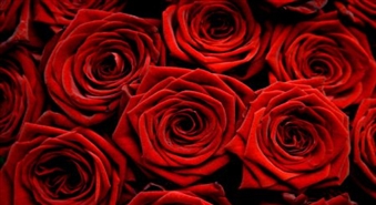 Rožu pušķis ar piegādi (19 rozes + kartiņa)!