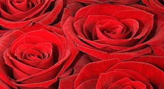 Rožu pušķis ar piegādi (19 rozes + kartiņa) !
