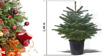 Ziemassvētku eglīte podiņā ar piegādi tikai par 13.99 Ls!