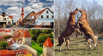 Labākās zirgu šķirnes Tori zirgaudzētavā un Igaunijas galvaspilsētas skaistums! Vienas dienas brauciens ar atlaidi 50%!