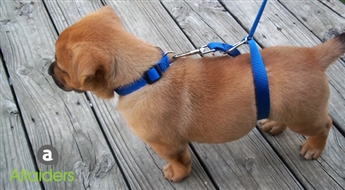 Suņu siksna “The Instant Trainer Leash”  , tikai par 7,99 EUR!