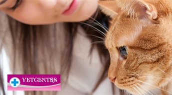 VetCentrs: runča kastrācija vai zobakmens noņemšana ar ultraskaņu kaķim vai sunim - 50%