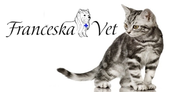 Visiem minču saimniekiem: Kaķenes sterilizācija veterinārajā klīnikā FRANČESKA VET ar 50% atlaidi