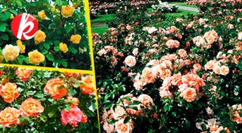 Rozes stiepjošās, krūmu, vitenrozes un augststumbru. Lielziedu un mazu ziedu. Skaistums un aromāts liek ieklauvēties pat ledus sirdij -50%