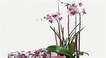 Phalaenopsis podiņā ar -50% atlaidi!
