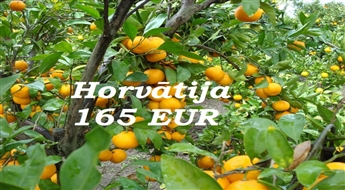 24.10.Horvātija - Mandarīnu Paradīze Tikai 165 Eur līdz 24.Jūnijam!