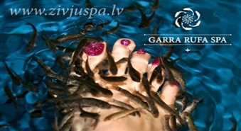 Испытай аристократическую роскошь — рыбный педикюр в салоне GARRA RUFA SPA со скидкой 50%