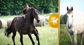 Relaksējoša vienas stundas gara izjāde zirga mugurā vienai personai ar 50% atlaidi! Jūs gaida neaizmirstama diena!