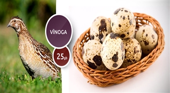 Steiku bārs „Vīnoga” piedāvā: paipalu olas (25 gab.) tikai par 2.00 Ls! Augstvērtīgs diētisks produkts, kas ir bagāts ar vitamīniem un minerālvielām!