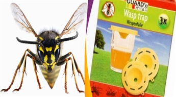 Praktiskas lamatas lapsenēm Wasp trap (3 gab.)!