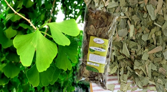 Paša senākā un noderīgā koka Ginkgo Biloba lapas (100 g) - īsts dziednieks no visām slimībām!