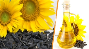Komplekts no nelielām stikla karafēm (2 gab.) saulespuķu un olīvu eļļām (200 ml)!