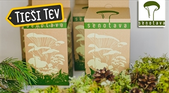 Комплект для выращивания вешенок SĒŅOTAVA
