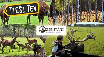 Safari izbrauciens pa Zemitānu plašo briežu dārzu Kokneses pusē!