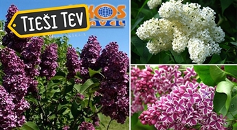 Ceriņu ziedēšanas svētki Dobelē - brauciens garantēts!