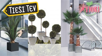 Fiori.lv: Dekoratīvie koki - atsvaidzini savu interjeru!