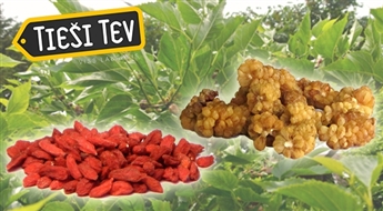 Godži vai  zīdkoka ogas  - antioksidantu, minerālvielu, vitamīnu, aminoskābju avots!