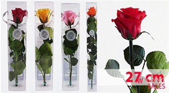 Эксклюзивные розы долгожители (3-5 лет без воды) 27 см
