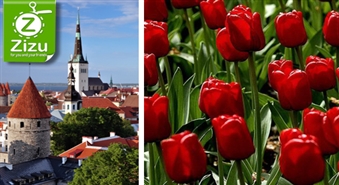 Tulpju parāde TALLINĀ un Vecpilsētas noslēpumi ar 50% atlaidi. Ziedošā Igaunija aicina jūs!
