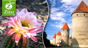 Brauciens uz grandiozo kaktusu parādi Tallinas Botāniskajā dārzā un uz jauno Jūras muzeju ar 50% atlaidi. Igaunija ir pārsteigumu pilna!