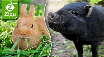 Piemājas zoo „Brieži” apmeklējums 2 pieaugušajiem vai ģimenei, kā arī piknika vietas, bērnu rotaļu laukuma un batuta izmantošana, sākot no Ls 1,8. Piedzīvojums lieliem un maziem!
